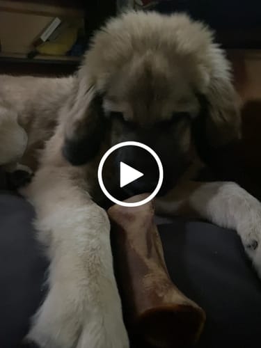Customer video review of Smoked Beef Marrow Bone
