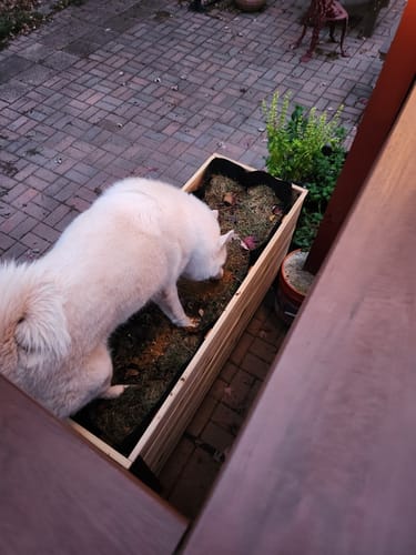Customer photo review of 18" x 36" Raised Garden Bed - 30" TALL