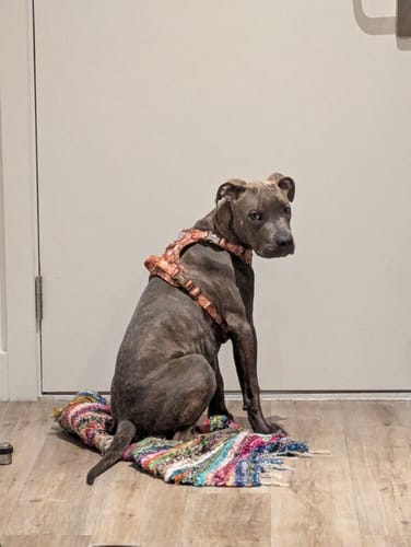 Sharjay review of Tough Trails™ Harness - Cinnamon Spice image 1 out of 1