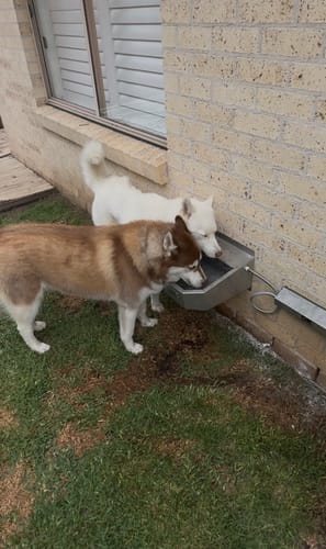 Customer photo review of Pet Rehydration Station