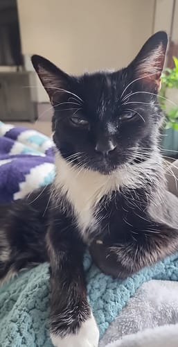 Customer photo review of 3x Blisso Advanced Cat Probiotic