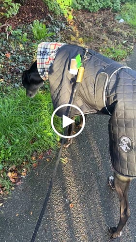 Customer video review of Oslo - Quilted Waterproof Sighthound Coat with Harness Hole