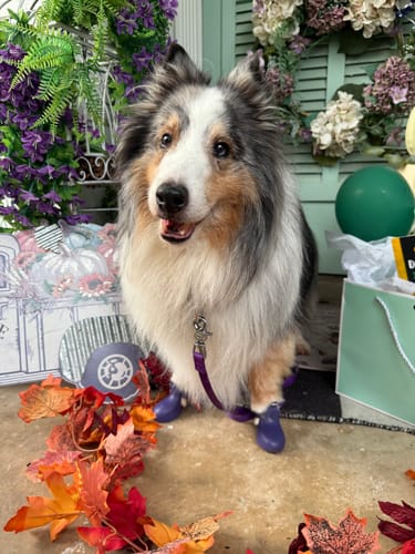 Customer photo review of WagWellies® by wagwear