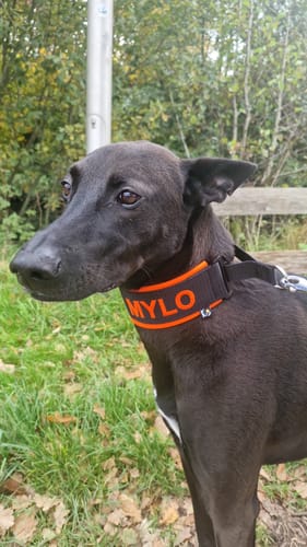 Customer photo review of Fleece Martingale Dog Collar with Name - S/M | 4Kyon