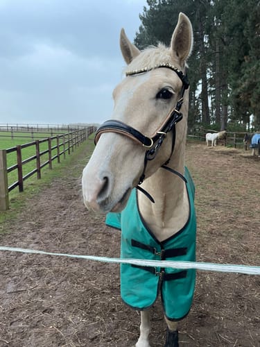 Customer photo review of Spiritandhiscrew X MASEGO bit to bitless Multi bridle