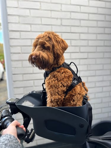 Customer photo review of Kvisp Dog Bike Carrier