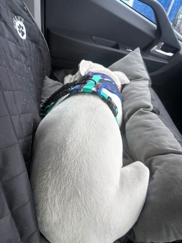 Customer photo review of Car Seat Cover