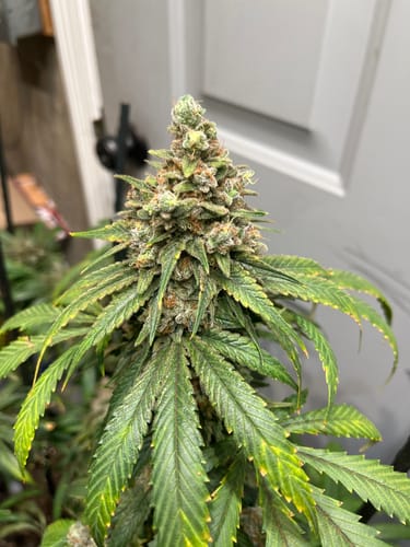 Customer photo review of Dune™ Stabilized Monosilicic acid