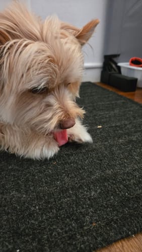 Customer photo review of Long-Lasting Yak Chews — 6 Flavor Pack