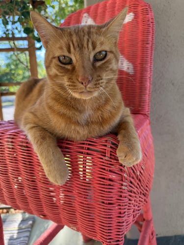 Customer photo review of 2x Blisso Advanced Cat Probiotic | Cat Probiotic for Diarrhea & Kidney Support