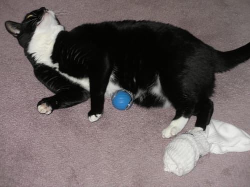 Steve L. review of SPEEDY TAIL 2.0 image 1 out of 1