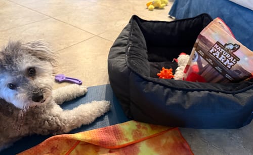 Customer photo review of 6 Inch Standard Bully Sticks