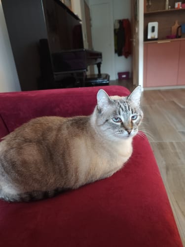Avis photo d'un client sur Croquettes Maine Coon Stérilisé Sans Céréales - Poulet