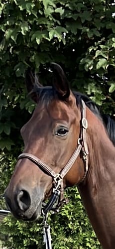 Customer photo review of Strotonin Horse Support