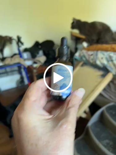 Customer video review of 2x Blisso Advanced Cat Probiotic | Cat Probiotic for Diarrhea & Kidney Support