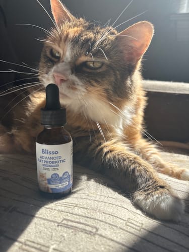 Customer photo review of 2x Blisso Advanced Cat Probiotic | Cat Probiotic for Diarrhea & Kidney Support