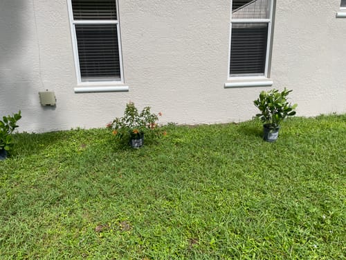 Customer photo review of Firebush