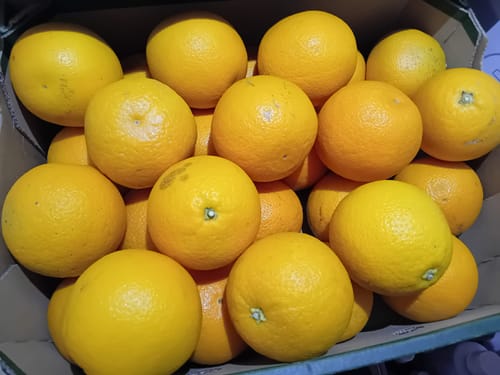 Customer photo review of Orangen Bio „Valencia-Late“