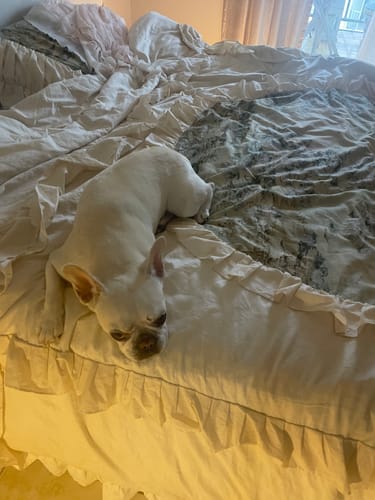 Customer photo review of French Vintage Painting Duvet Cover