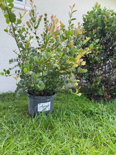 Customer photo review of Cocoplum 'Red Tip'