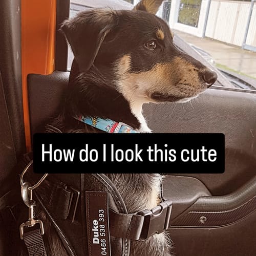 Customer photo review of No Pull Dog Harness Australia-60% Off Today