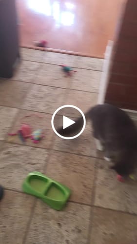 Kalin P. review of SPEEDY TAIL 2.0 image 1 out of 1