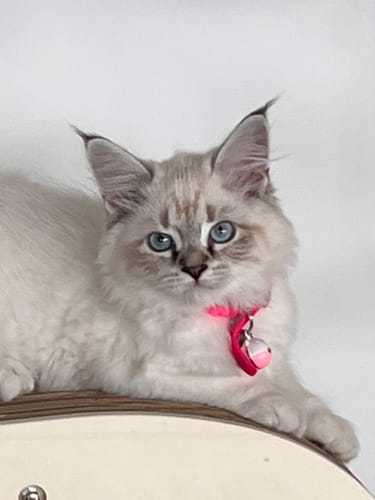 Avis photo d'un client sur Probiotiques Chat - Flore Digestive