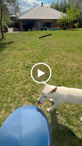 Customer video review of Herding Ball
