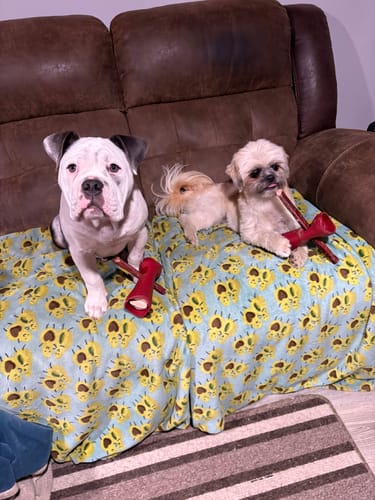 Customer photo review of 12 Inch Thick Bully Stick