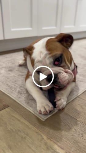 Customer video review of Blueberry Yak Chews