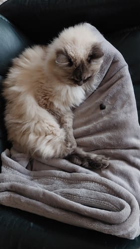 Customer photo review of Patsli Belly