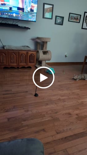 Customer video review of Interactive Bird Simulation Cat Toy Set | Leo's Paw