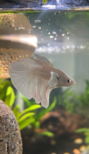Customer photo review of Super White Dumbo Ear Halfmoon Male Betta Fish