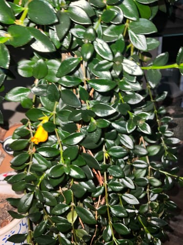 Customer photo review of Plant Food