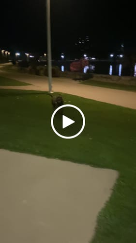 Customer video review of Canine Weight Vest - CAMO