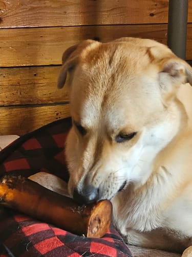 Customer photo review of 10"-12" American Jumbo Smoked Bully Sticks