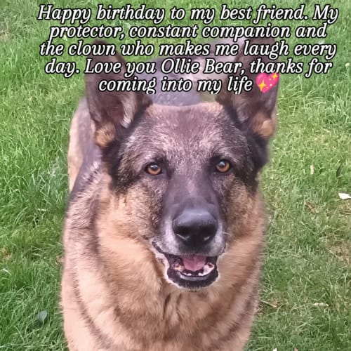 Customer photo review of Rimadyl Palatable Tabs 100mg