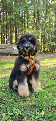 Varsha review of Disney© Tough Trails™ Harness - Halloween image 1 out of 1