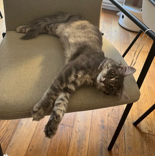 Avis photo d'un client sur Croquettes Chaton Sans Céréales - Poulet & Huile de Saumon