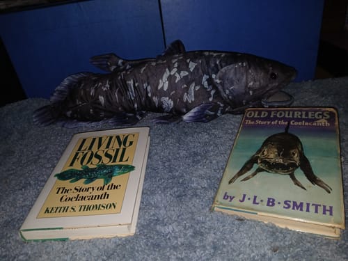 Customer photo review of Coelacanth Soft Stuffed Plush Toy