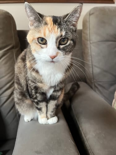 Customer photo review of 2x Blisso Advanced Cat Probiotic | Cat Probiotic for Diarrhea & Kidney Support