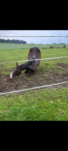 Customer photo review of Strotonin Horse Support