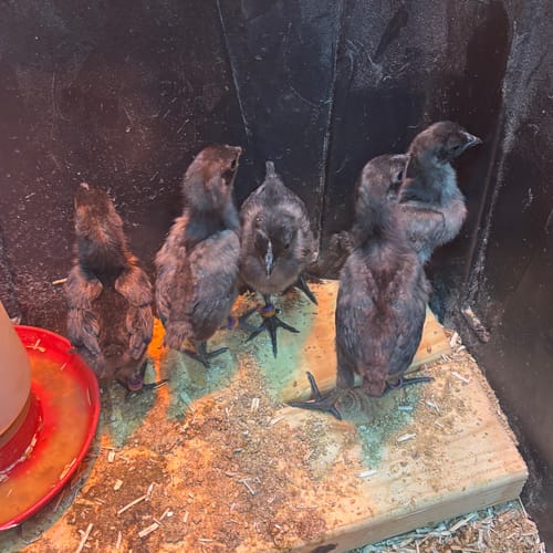 Customer photo review of Ayam Cemani "FLF New Imported Bloodline" Chick (Unsexed)