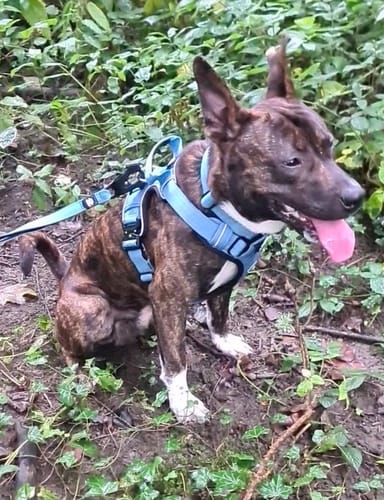 Customer photo review of HYGGE® Comfort Padded Y-Shape Dog Harness with Handle – Adjustable