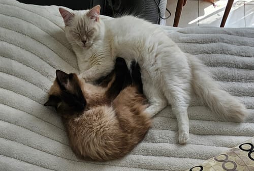 Avis photo d'un client sur Croquettes Chaton Sans Céréales - Poulet & Huile de Saumon