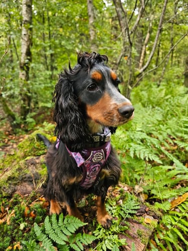 Julie review of Tough Trails™ Harness - Roaming Wild image 1 out of 2