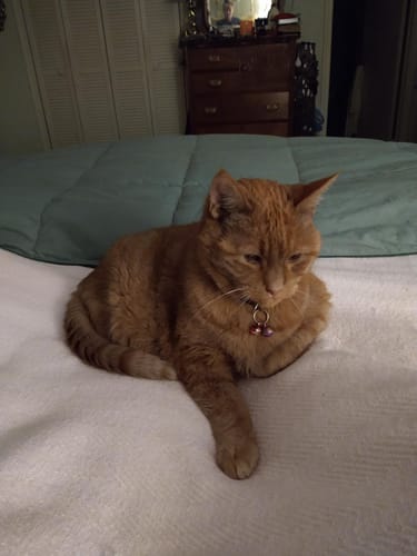 Customer photo review of 2x Blisso Advanced Cat Probiotic | Cat Probiotic for Diarrhea & Kidney Support