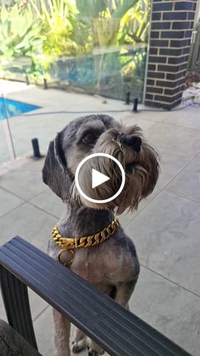 Customer video review of Gold Dog Tag