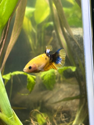 Customer photo review of Fancy Yellow Start Female Betta Fish