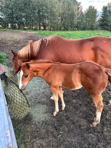 Customer photo review of Hay Chix® Half Bale Net